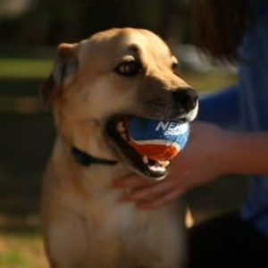 Đồ chơi bắn bóng tennis Nerf Dog cho chó 16 inch