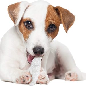 Nylabone Power Chew Dura Chew Dental Dinosaur Chew Toy