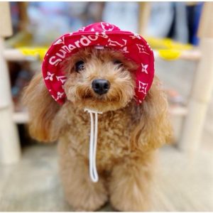 Nón cho chó mèo, nón mũ vải tai bèo che nắng cho chó mèo thú cưng