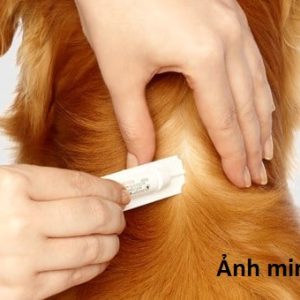 Nhỏ Gáy Diệt Ve,Bọ Chét Cho Chó Be-Tick Từ 20>40kg