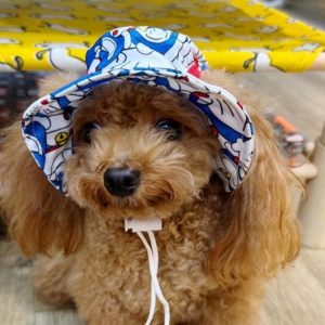Nón cho chó mèo, nón mũ vải tai bèo che nắng cho chó mèo thú cưng