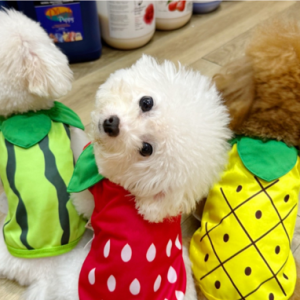 Áo thun dễ thương hình trái cây cho chó mèo