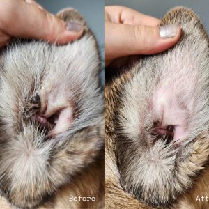 usDung dịch Nhỏ Tai Cho Chó Mèo Gỉam Nhiễm Trùng Làm Sạch và Khử Mùi Veterinary Formula Ear Therapy 118ML