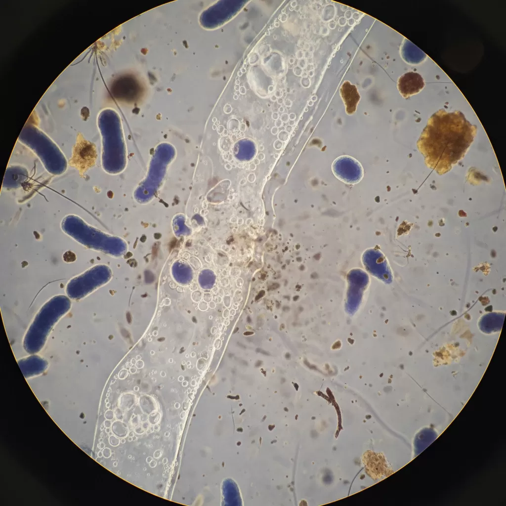 gemini_image_1772189155 Các hoạt chất trong sản phẩm khử mùi giúp ức chế sự phát triển của vi khuẩn và nấm mốc gây mùi