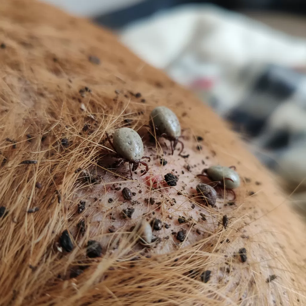 Các vết bẩn của bọ chét và ve bám trên bề mặt da thú cưng